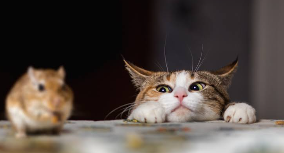 Pest Control That Keeps Florida Families and Pets Safe